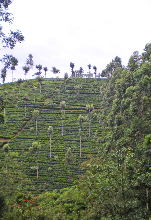 Sri Lanka
